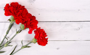 carnation white wood background valentine days